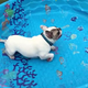 French Bulldogs Don't Need Water To Swim (Screenshot: YouTube)
